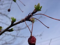 Snowdrift crabapple buds