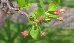 Snowdrift crabapple flowers