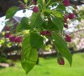 Snowdrift crabapple flowers