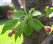 Snowdrift crabapple flowers