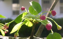 Snowdrift crabapple flowers