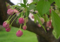 Snowdrift crabapple flowers