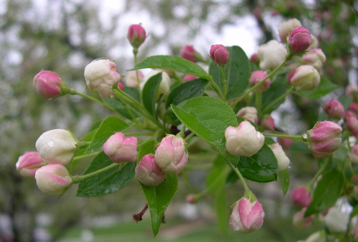 Snowdrift crabapple buds