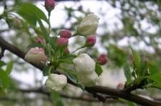 Snowdrift crabapple flowers