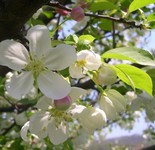 Snowdrift crabapple flowers