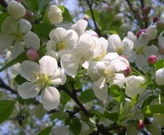 Snowdrift crabapple flowers