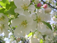 Snowdrift crabapple flowers