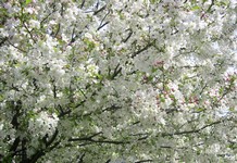 Snowdrift crabapple flowers