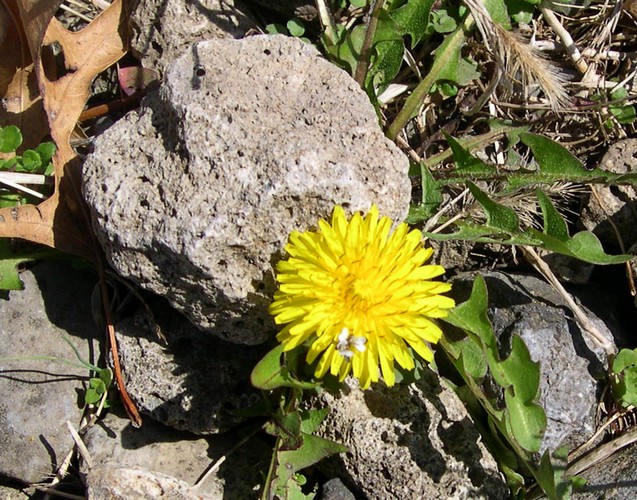 early dandelion