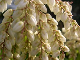 Pieris japonica flowers