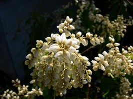 Pieris japonica flowers