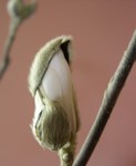 star magnolia buds opening