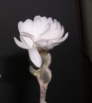 star magnolia flower