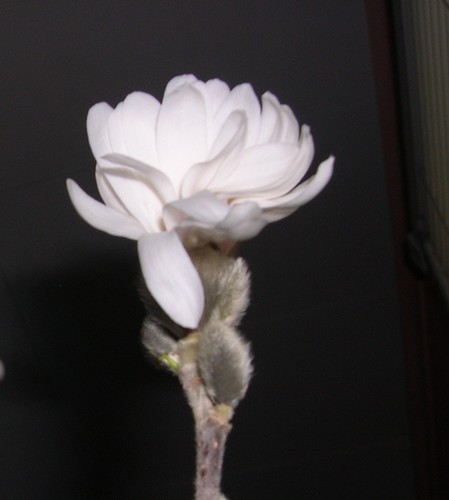 star magnolia