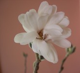 star magnolia flower