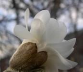 star magnolia flower