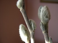 star magnolia buds