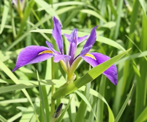 wild iris