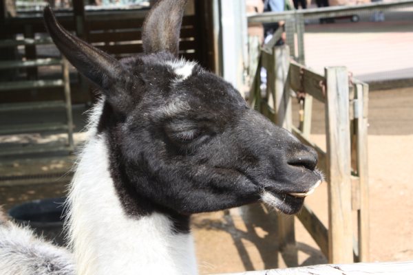 llama