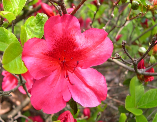 Girard's Crimson azalea