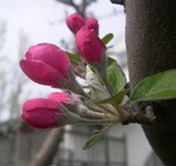 'Evelyn' crabapple buds