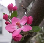 'Evelyn' crabapple buds