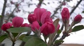 'Evelyn' crabapple buds