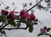 'Evelyn' crabapple buds opening