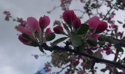 'Evelyn' crabapple flower