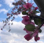 'Evelyn' crabapple flower