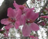 'Evelyn' crabapple flower