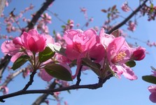 'Evelyn' crabapple flower