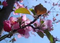 'Evelyn' crabapple flower