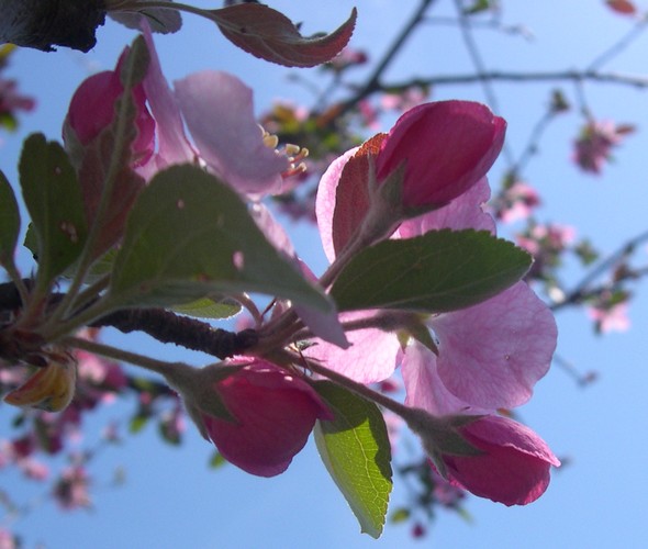 Evelyn crabapple blossoms