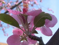 'Evelyn' crabapple flower