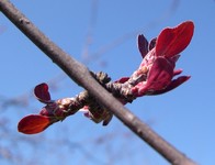 Profusion crabapple buds