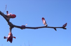 Profusion crabapple buds