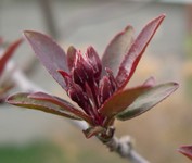 Profusion crabapple flowers