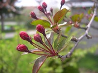 Profusion crabapple flowers