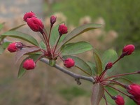 Profusion crabapple flowers