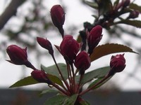 Profusion crabapple flowers