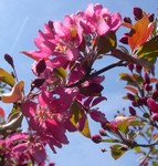 Profusion crabapple flowers