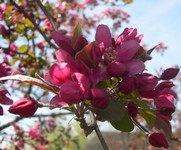 Profusion crabapple flowers