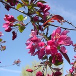 Profusion crabapple flowers