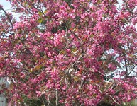 Profusion crabapple flowers