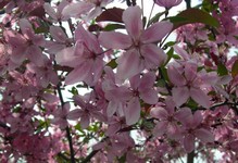 Profusion crabapple flowers