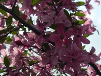 Profusion crabapple flowers