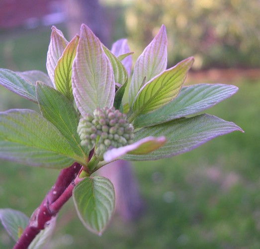 red twig dogwood