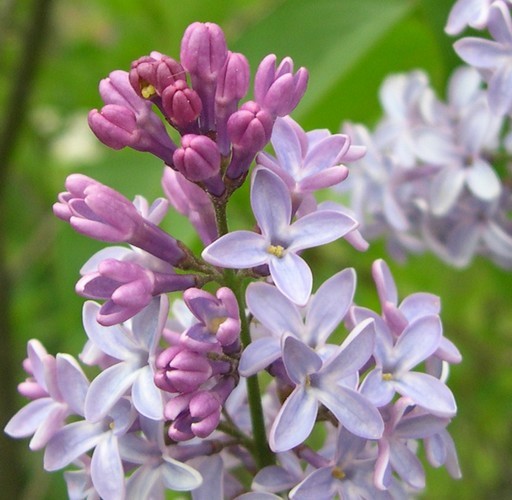 common lilac