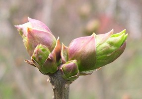 Miss Kim lilac buds